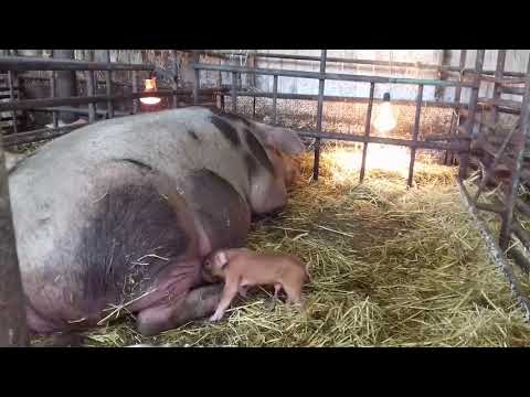 Видео: Тяжёлый опорос у Васьки, много поросят задохнулось. Приехало два Камаза ячменя.