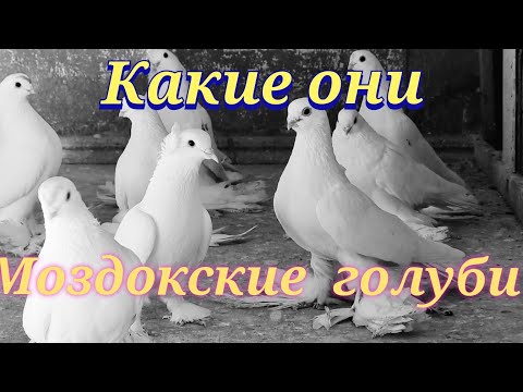 Видео: Моздокские голуби Артёма Artem's Mozdok pigeons