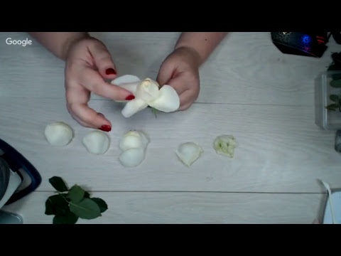 Видео: Роза Аваланж, разбор