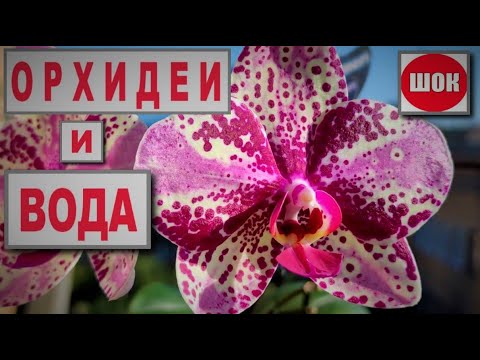 Видео: ШОК! СЛУЧАЙНЫЙ ЭКСПЕРИМЕНТ! ПРИКЛЮЧЕНИЯ ПНЯ ОРХИДЕИ ФРОНТЕРА! СТРАХИ ВОДЫ НЕ ОБОСНОВАНЫ! РЕЗУЛЬТАТ👍