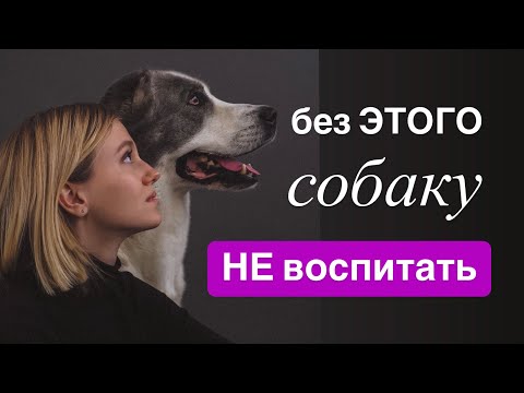 Видео: 3 важнейших детали в ВОСПИТАНИИ СОБАКИ