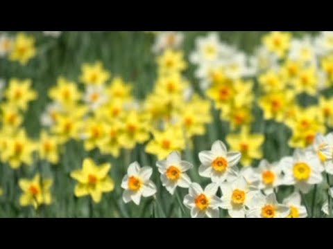 Видео: Timelapse: Жолти цвеќиња во Велес растат неверојатно брзо!