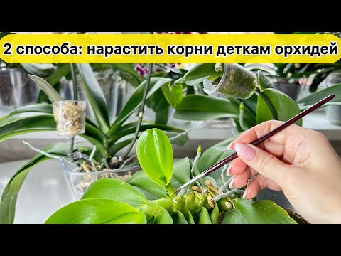 Видео: У детки орхидеи нет корней Детки у орхидей все растут и растут