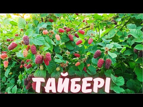 Видео: Ожиномалина Тайбері. Кожного року чудовий урожай