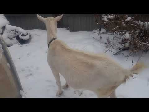 Видео: Как мы покупали козу