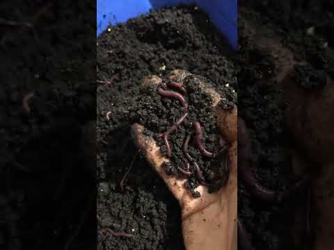 Видео: ЧЁРНЫЙ ПРИНЦ пару месяцев спустя после заселения коконов