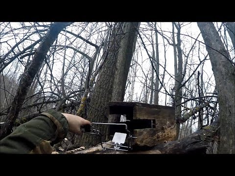 Видео: Охота на куницу. Работа следовой насторожки с капканом КП-120 ЯЩИЧНЫМ(Будни охотника и рыбака)
