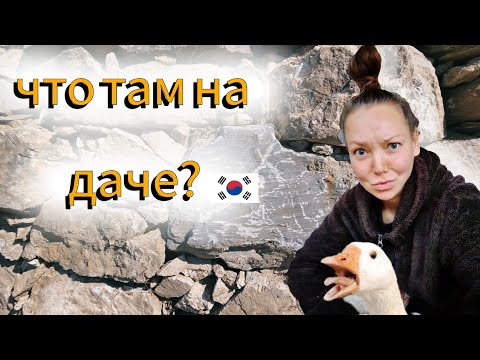 Видео: Люблю канны и ненавижу гусей ^^ KOREA VLOG