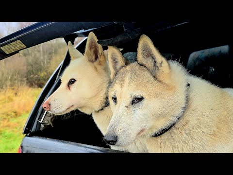 Видео: В день рождения Златы 