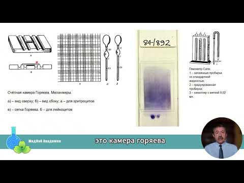 Видео: Относительные и абсолютные показатели в клиническом анализе крови