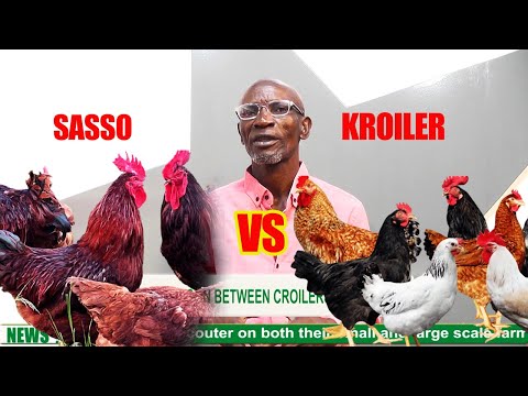 Видео: ПРИЧИНЫ, ПОЧЕМУ КРОЙЛЕР ЯВЛЯЕТСЯ ЛУЧШИМ ДЛЯ ПТИЦЕВОДЧЕСКОГО БИЗНЕСА И ЗАРАБАТЫВАНИЯ ДЕНЕГ И САССО...