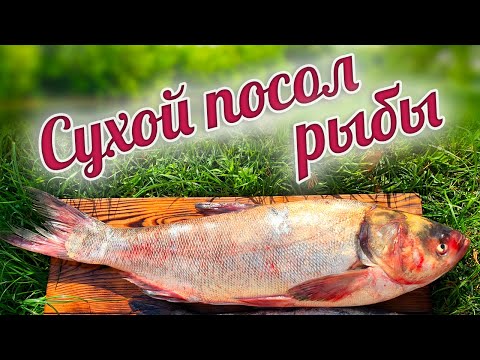 Видео: СУХОЙ ПОСОЛ РЫБЫ. Как засолить КРУПНУЮ и СРЕДНЮЮ рыбу. Солёный толстолобик.