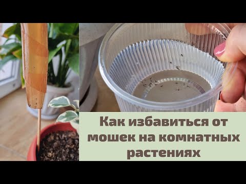 Видео: Как избавиться от мошек в цветочных горшках безопасными для людей и растений средствами