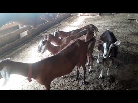 Видео: Таза қанды ешкілер сатылады сүтті ешкілер