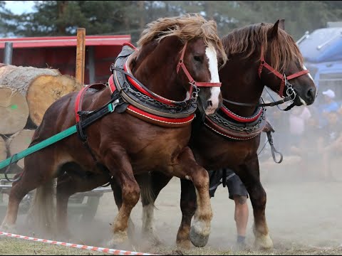 Видео: Нова Махала, 2024 - ЧИФТ ВПРЯГОВЕ