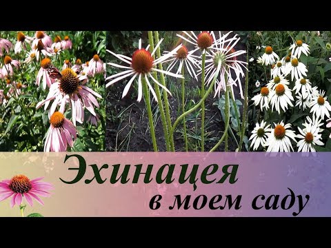 Видео: Эхинацея в моем саду - посадка, выращивание, особенности