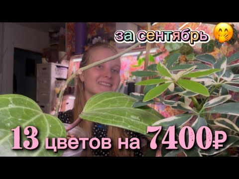 Видео: ЦВЕТОЧНЫЕ покупки за СЕНТЯБРЬ, че купила 🌱 и сколько потратила 💰🥵