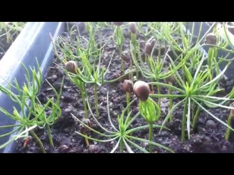 Видео: Агроопыт Кедр или Проращивание кедровой сосны