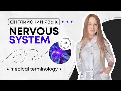Видео: Медицинский английский|Medical terminology. Nervous system.