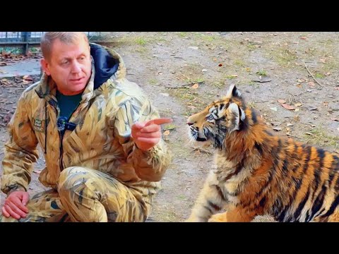 Видео: На кого ни глянь - ЗВЕЗДА! Найдется ли тигренок для фильма  про зоопарк в блокадном Ленинграде.