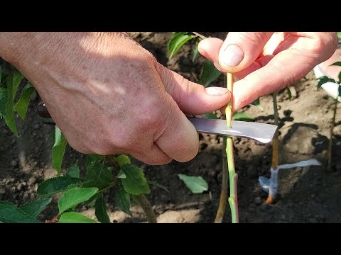 Видео: 🔪🍒Летняя Окулировка Кизила