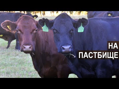 Видео: Пастбищное содержание мясного КРС в КФХ Александра Москвина