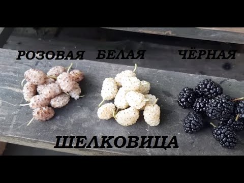 Видео: Шелковица чёрная, белая, розовая - сравниваем тутовник.