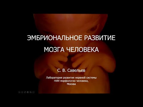Видео: С.В. Савельев - Эмбриональное развитие мозга человека