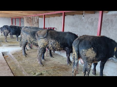 Видео: Сарайды салып БУКАЛАРДЫ🐂🐂 БАЙЛАДЫК👍👍👍