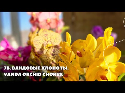 Видео: 7В. Вандовые хлопоты.Vanda orchid chores.