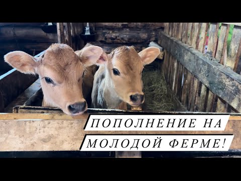 Видео: Отёл Джерсейской коровы! Поросячье царство! Молочная переработка!