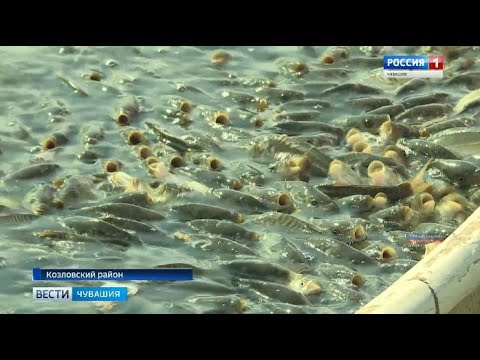 Видео: В Козловском районе в селе Карамышево возрождают знаменитый рыбхоз