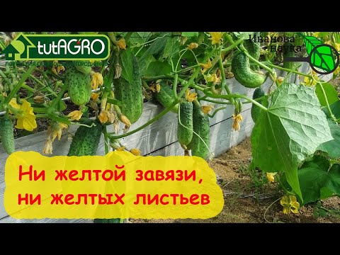 Видео: ГОТОВИМ МОЩНЫЙ ЭЛИКСИР ДЛЯ ОГУРЦА. Простой доступный состав и собирайте ОГУРЦЫ до заморозков!