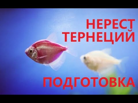 Видео: Посадка тернеций гло фиш на нерест