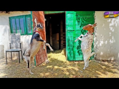 Видео: C козами случилось что-то странное! Утята впервые вышли на улицу! Почему Дима не пойдет в садик?