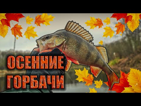 Видео: КРУПНЫЙ Окунь На Спиннинг. Микроджиг Осенью.