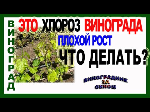 Видео: 🍇  Если пожелтели листья. Хлороз винограда.Признаки, виды, последствия и лечение хлороза.