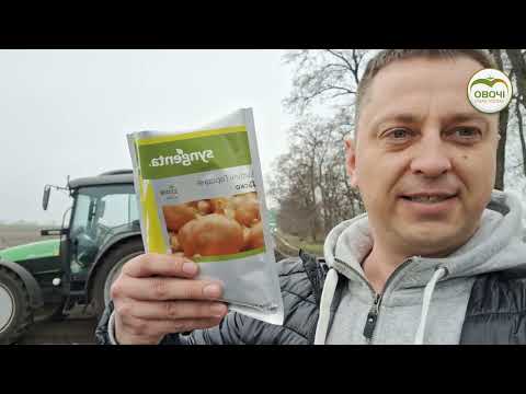 Видео: Вирощування цибулі. Посів насіння | Овочі.Смак успіху