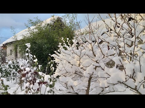 Видео: Вечнозелёные растения в снегу! Бамбук, плющ, падуб, самшит и другие.