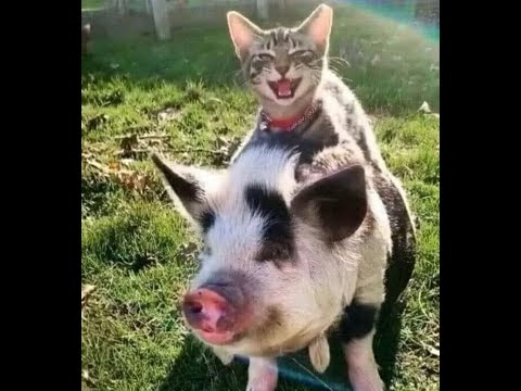 Видео: 🐕 Смешные видео с животными для отличного настроения! 🐈 Улыбнитесь! 😺