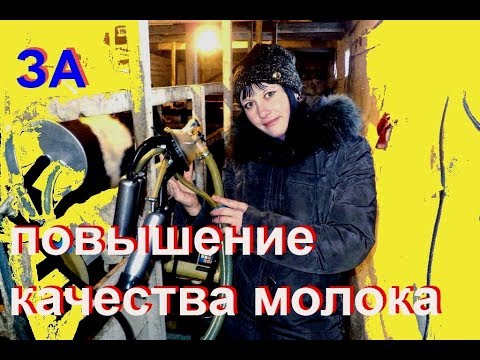 Видео: Чистота и качество в доении молока. Новшества для нас