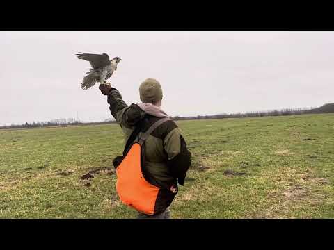 Видео: 18 ноября 2024 г.