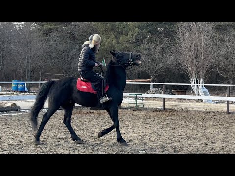 Видео: Жеребец танцует. Нет ни одного аллюра, кроме галопа