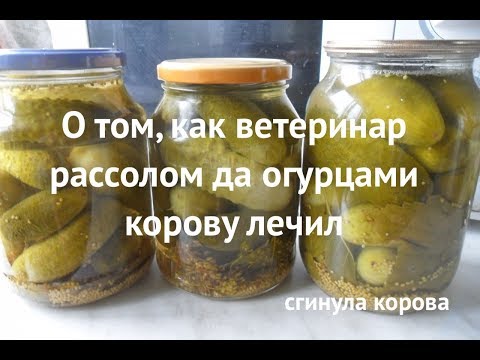 Видео: Как ветеринар рассолом и кислым огурцом корову лечил