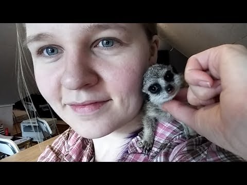 Видео: Сурикатова поженилка. С кем сойдется Пряня? Meerkat wedding.