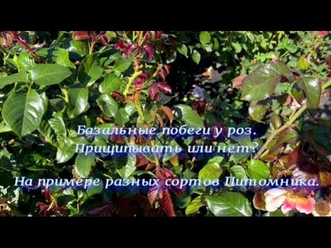 Видео: Базальные побеги у роз. Прищипывать или нет? Питомник 🌹 и 🌲 Е. Иващенко