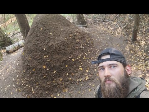 Видео: Лесная Цивилизация