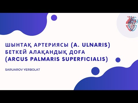 Видео: Шынтақ артериясы (a. ulnaris) - Беткей алақандық доға (arcus palmaris superficialis)