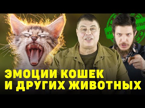 Видео: Эмоции кошек и других животных.