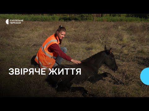 Видео: Черкащанка рятує коней зі скотобоєнь та безпритульних тварин